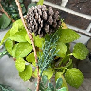 Southern Pines CONES  for EZ projects; decor! THINK CHRISTMAS; PINE CONES